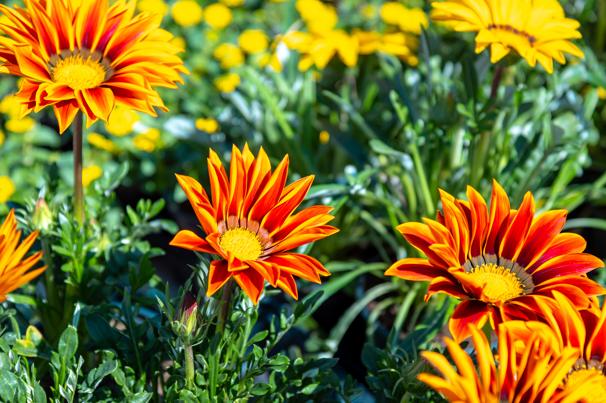Poznat datum 15. Sajma agroturizma ŠKŽ